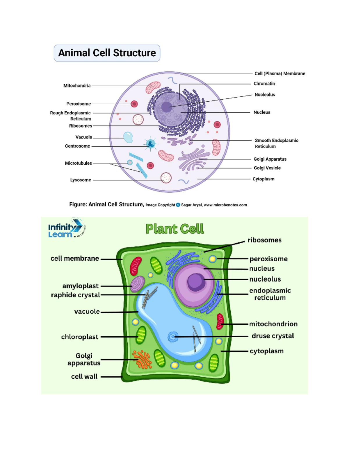 Animal and Plant Cell Structure Overview: Key Components and Images ...