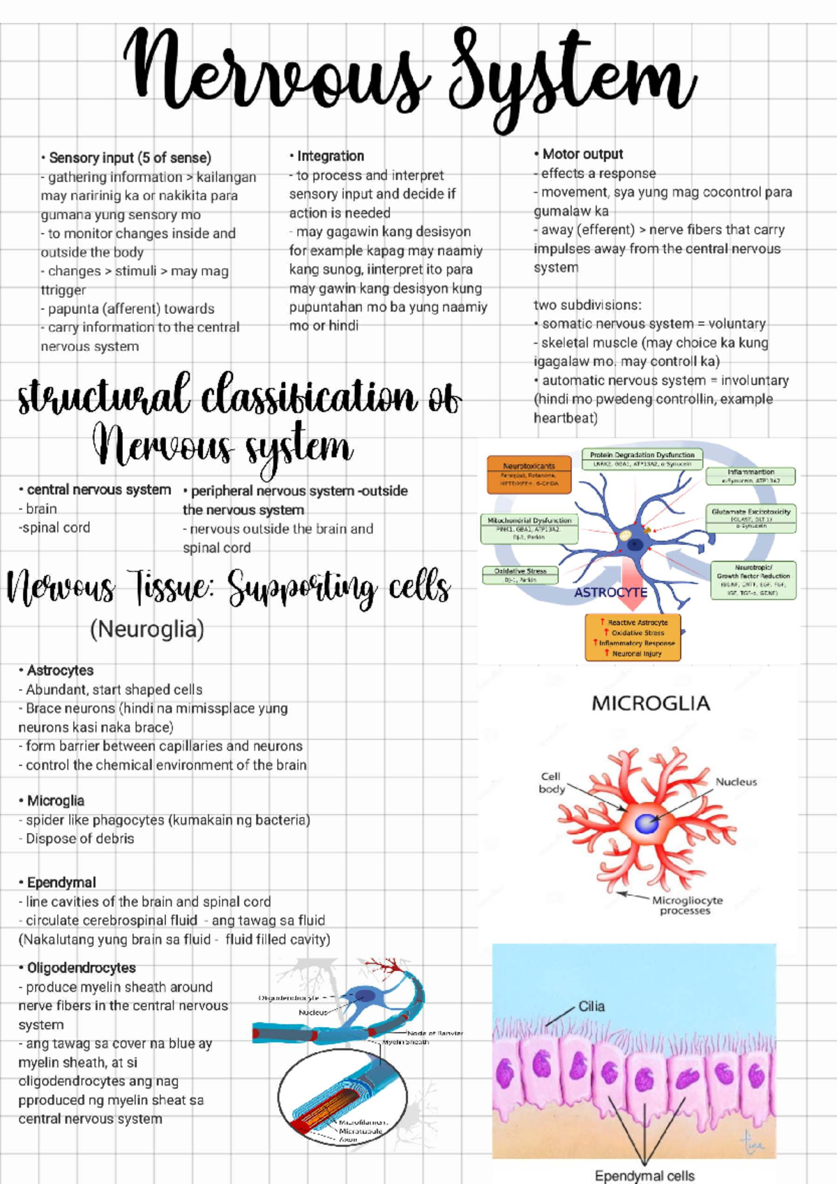 Nervous System Overview: Sensory Input, Integration, and Motor Output ...