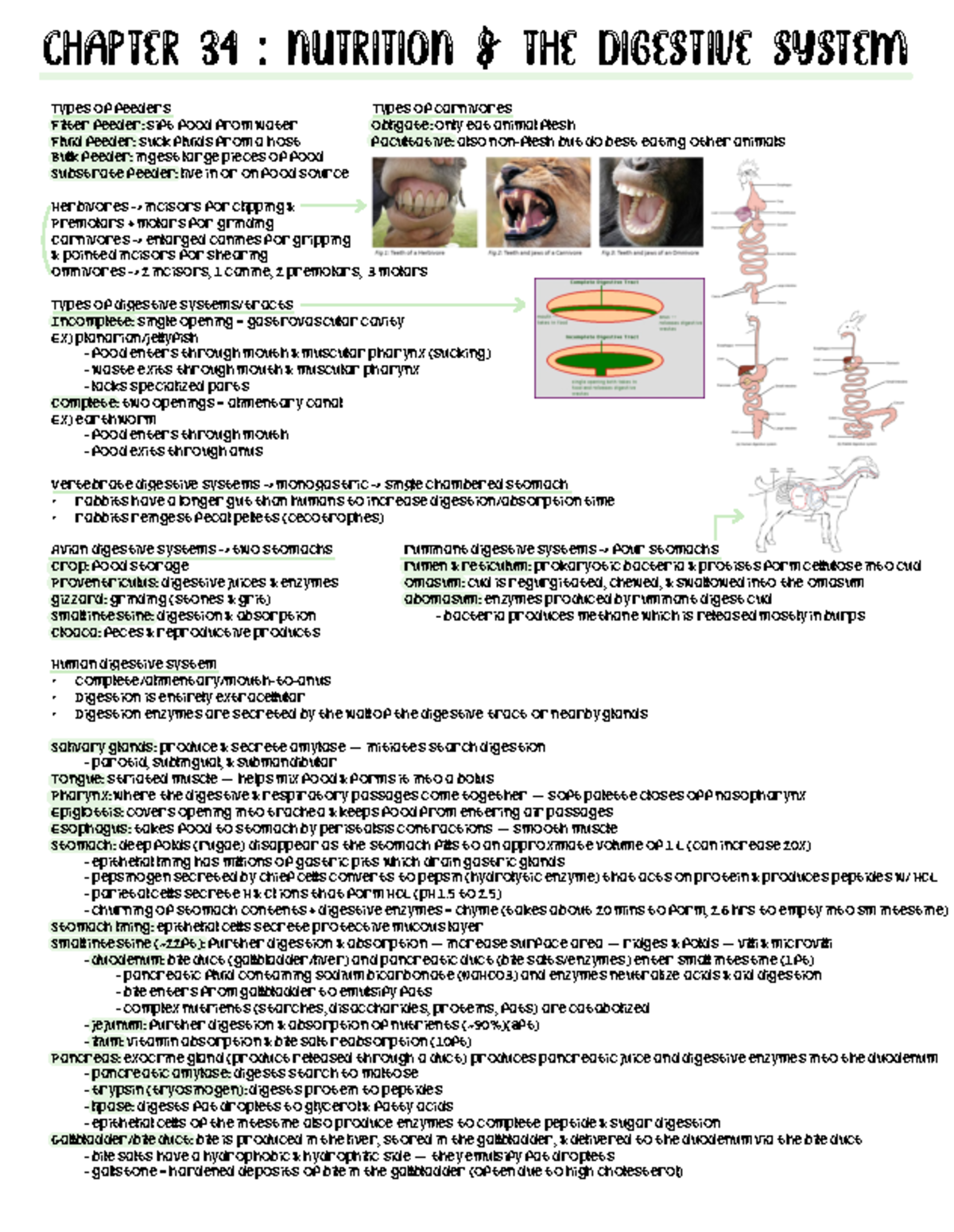 Chapter 34: Nutrition & the Digestive System Overview - Studocu