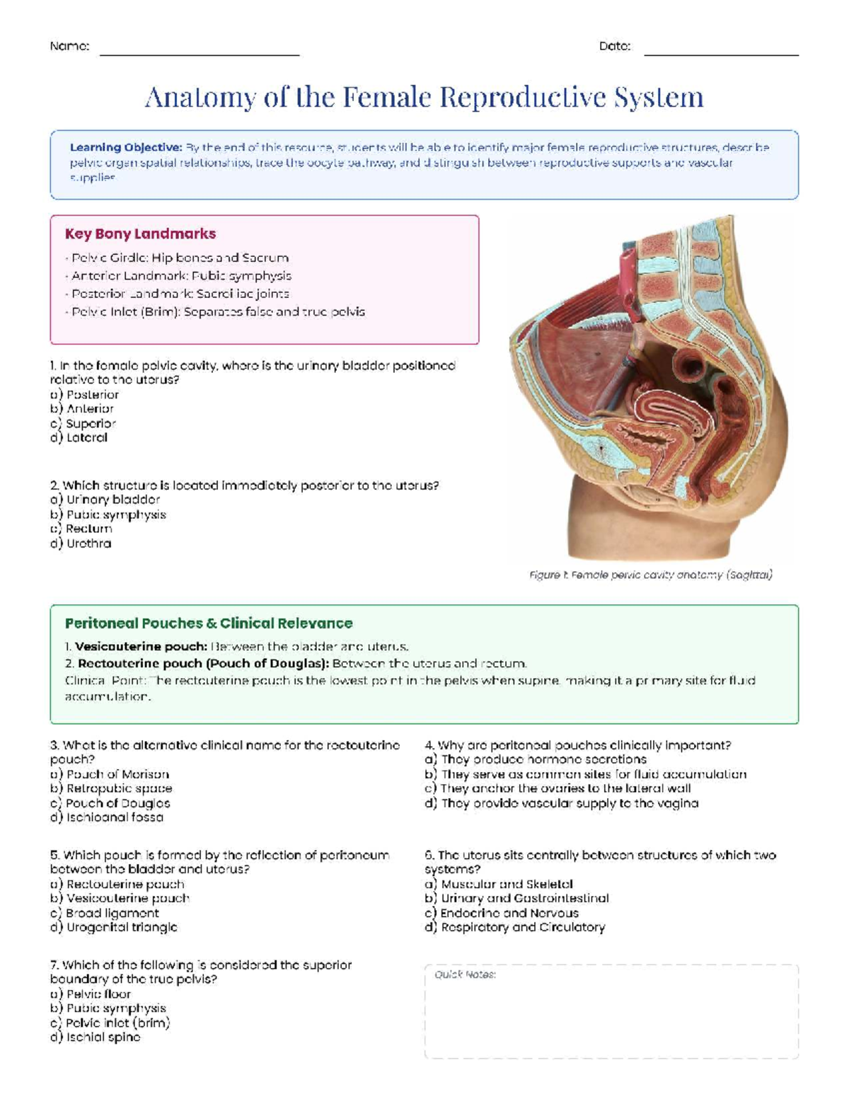 Anatomy of the Female Reproductive System: Review Notes - Studocu
