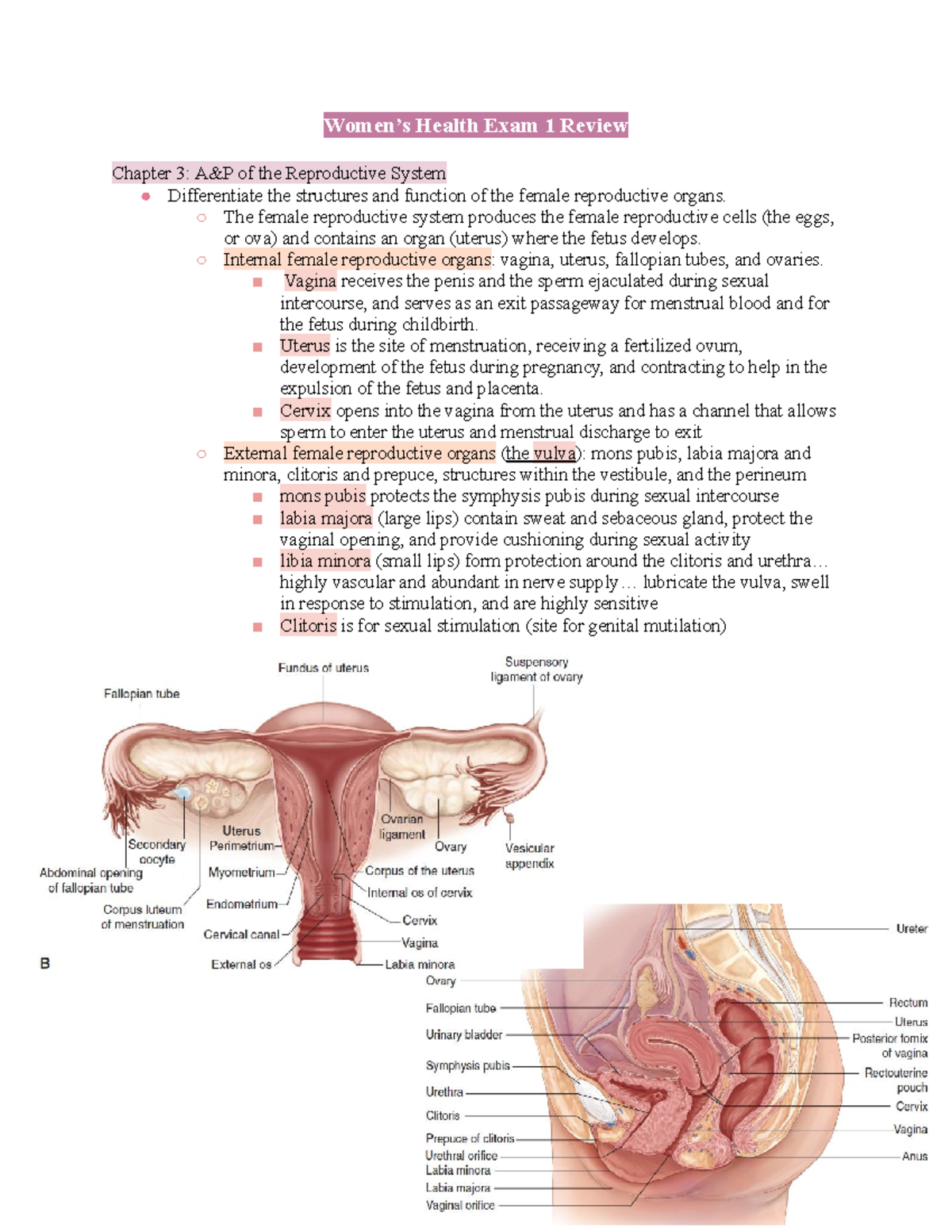 Women’s Health Exam 1 Study Notes: Reproductive System & Pregnancy ...