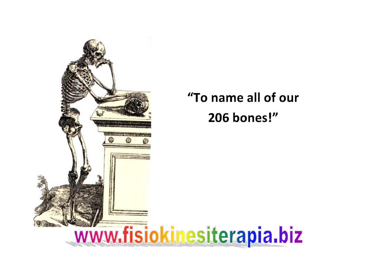 Skeletal System: Appendicular & Axial Anatomy Overview - Studocu