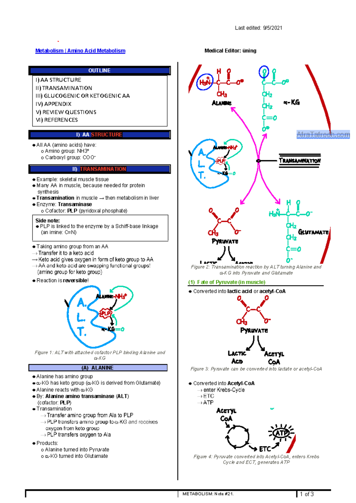 Amino Acid Metabolism Overview: Key Concepts and Processes - Studocu