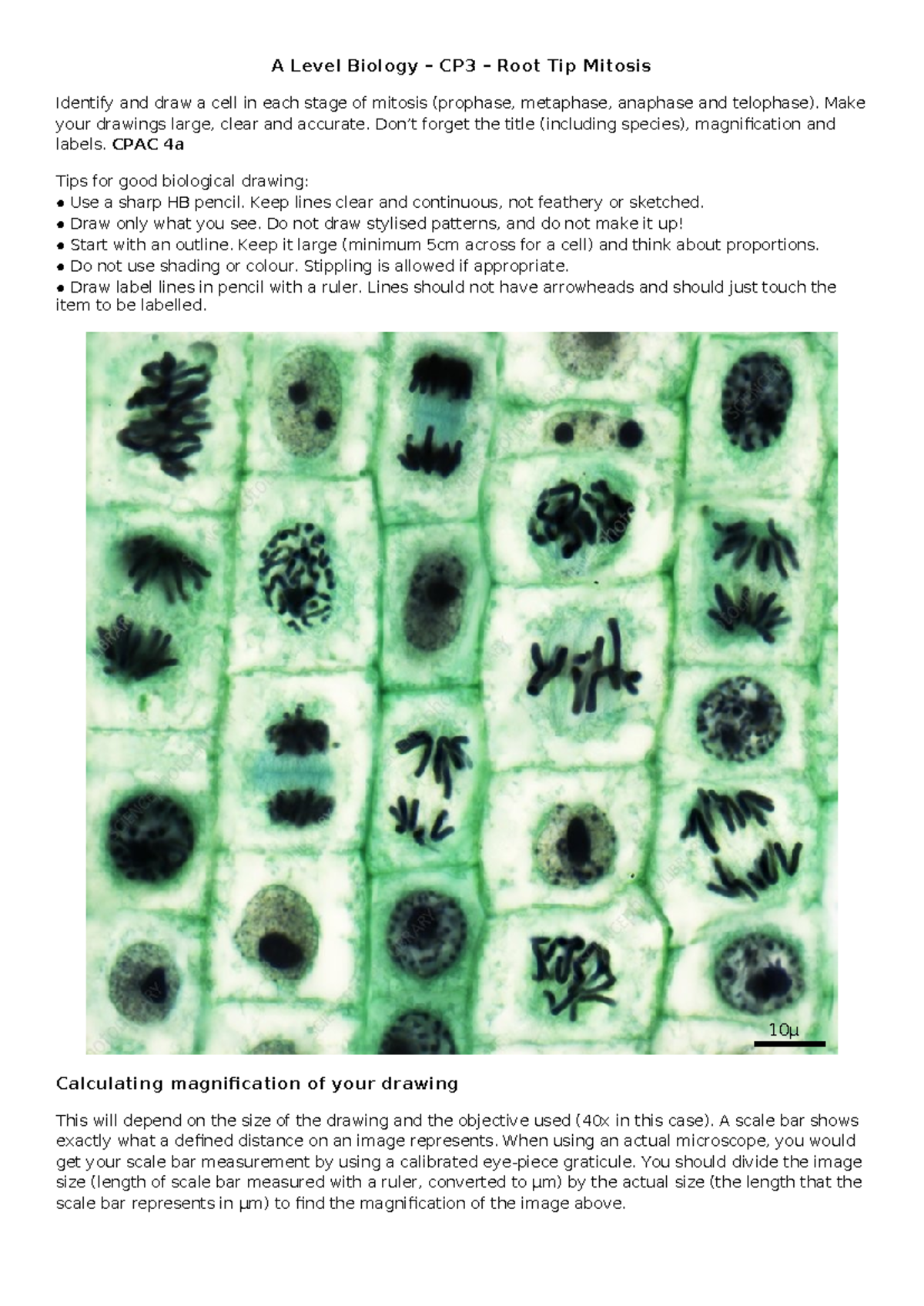 How To Produce An Accurate Drawing Of Cells