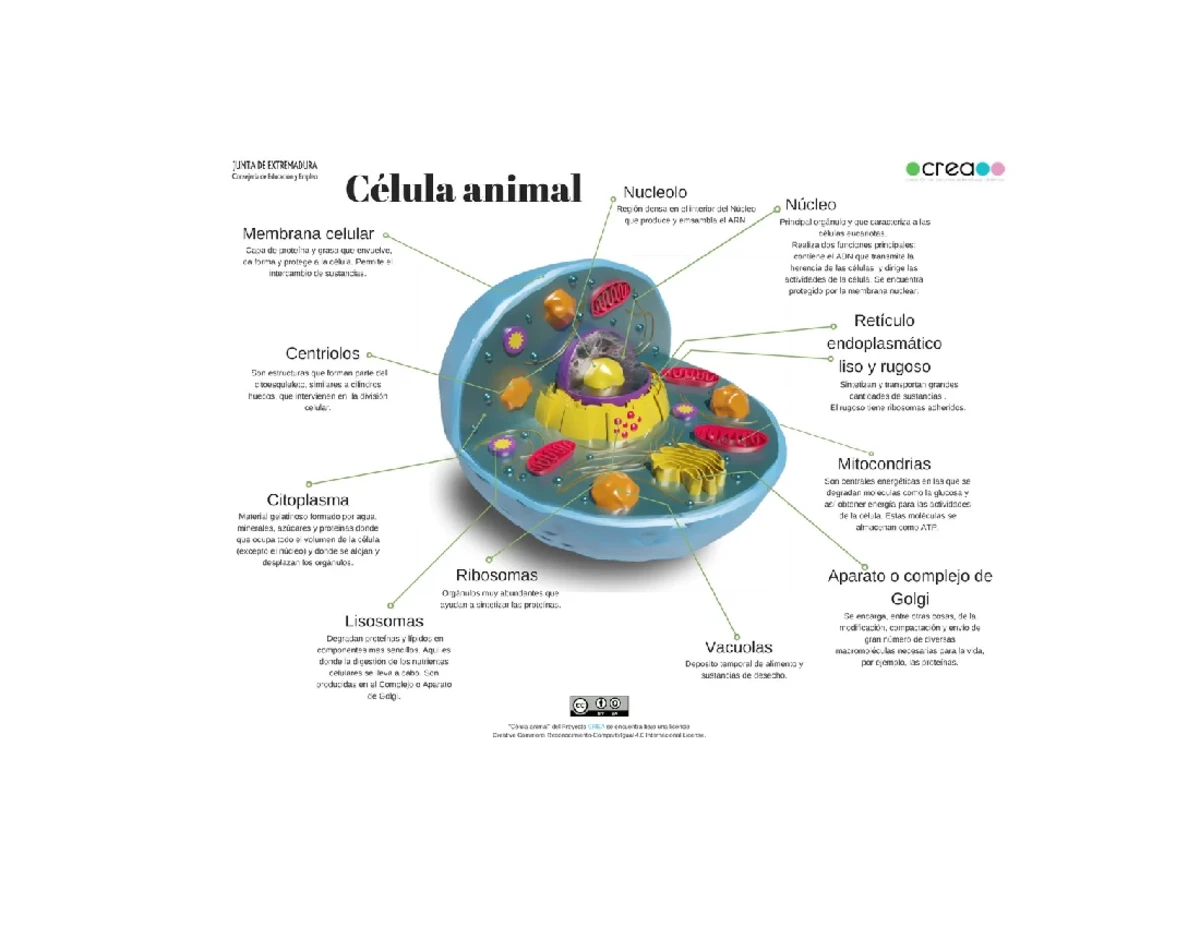 Cuadro Comparativo de los 5 Reinos - Biología 101 - Studocu