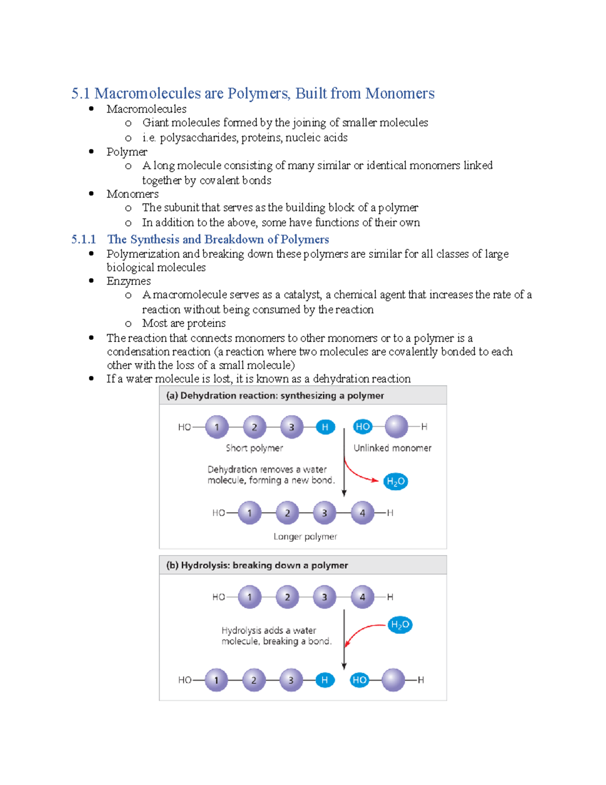 Ch 5 Notes - 5 Macromolecules are Polymers, Built from Monomers ...
