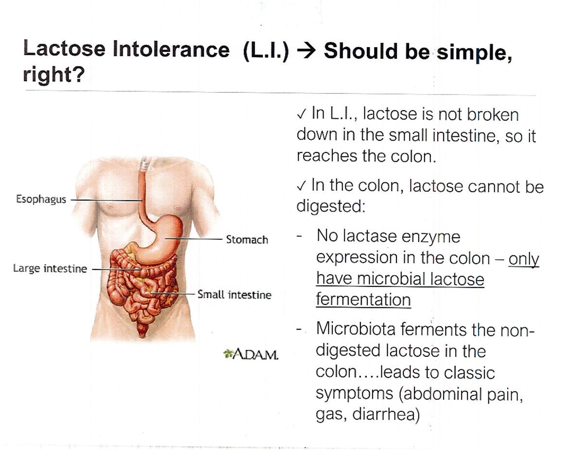 Lecture 2 scanned notes - Lactose Intolerance (L.) Should be simple ...