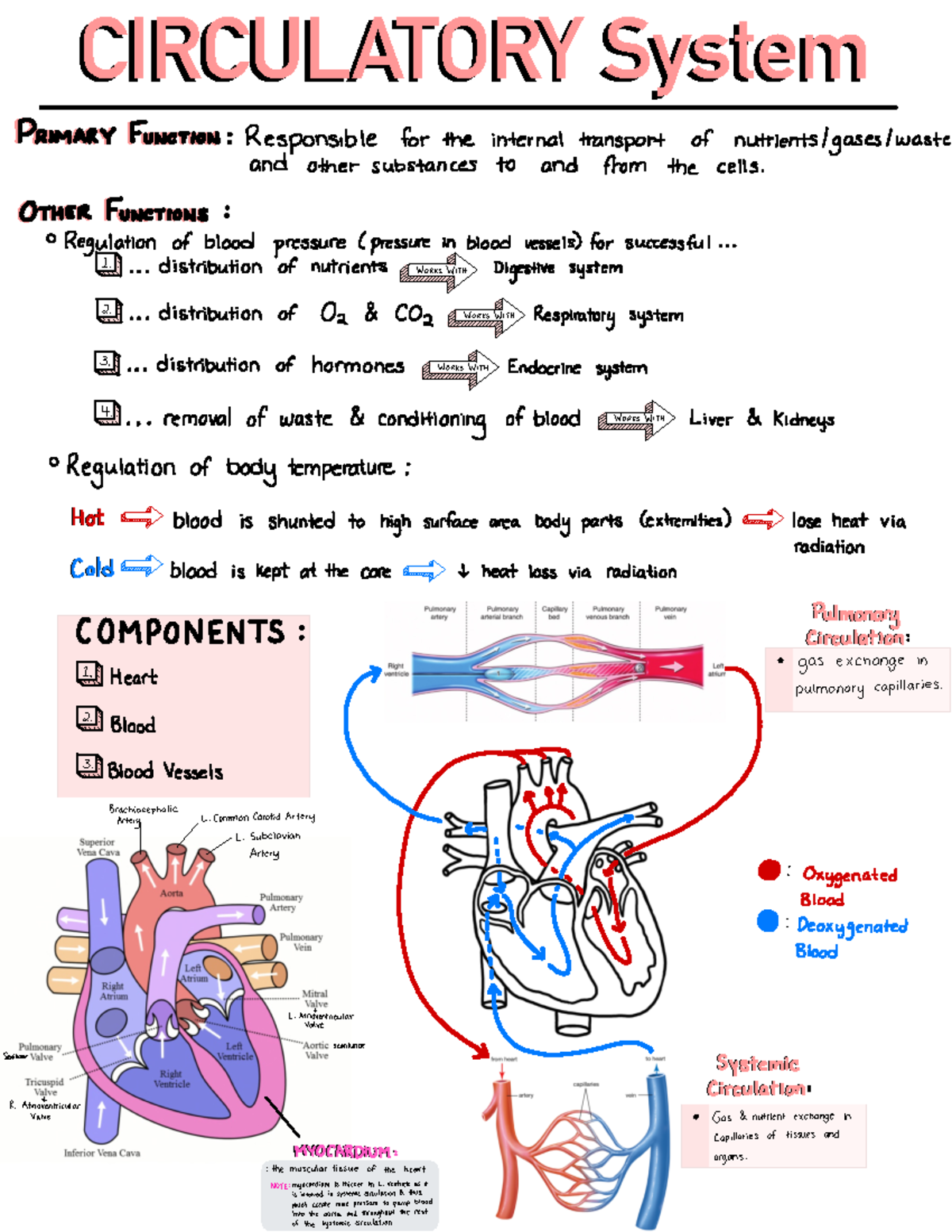 Anatomy & Physiology of the Circulatory System: Detailed Overview - Studocu