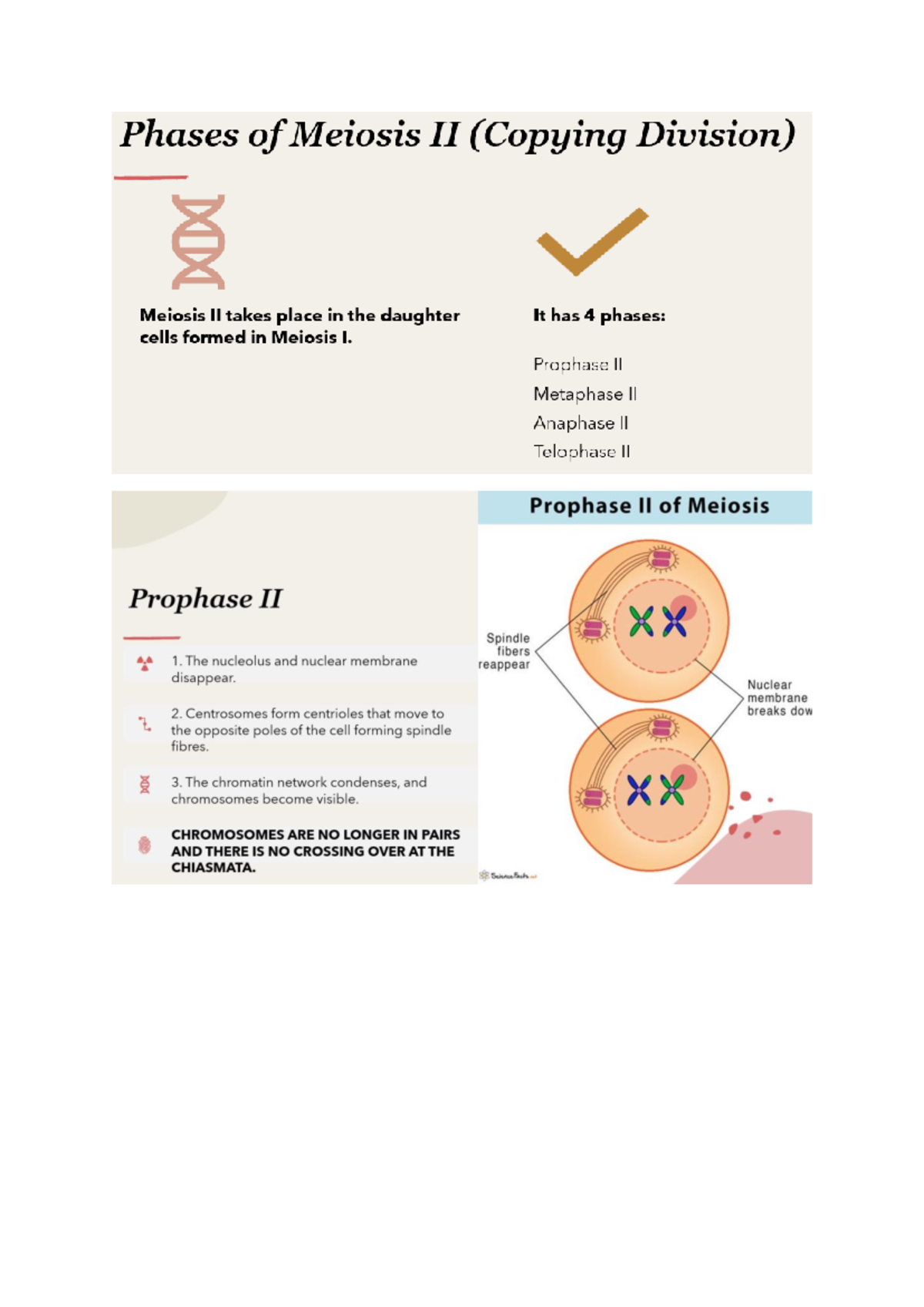 Meiosis II Phases Overview: Prophase II to Telophase II Notes - Studocu