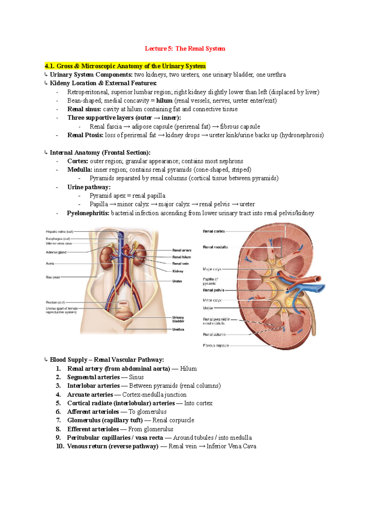 ANP1107 [B] Lecture 5: Anatomy and Function of the Renal System - Studocu