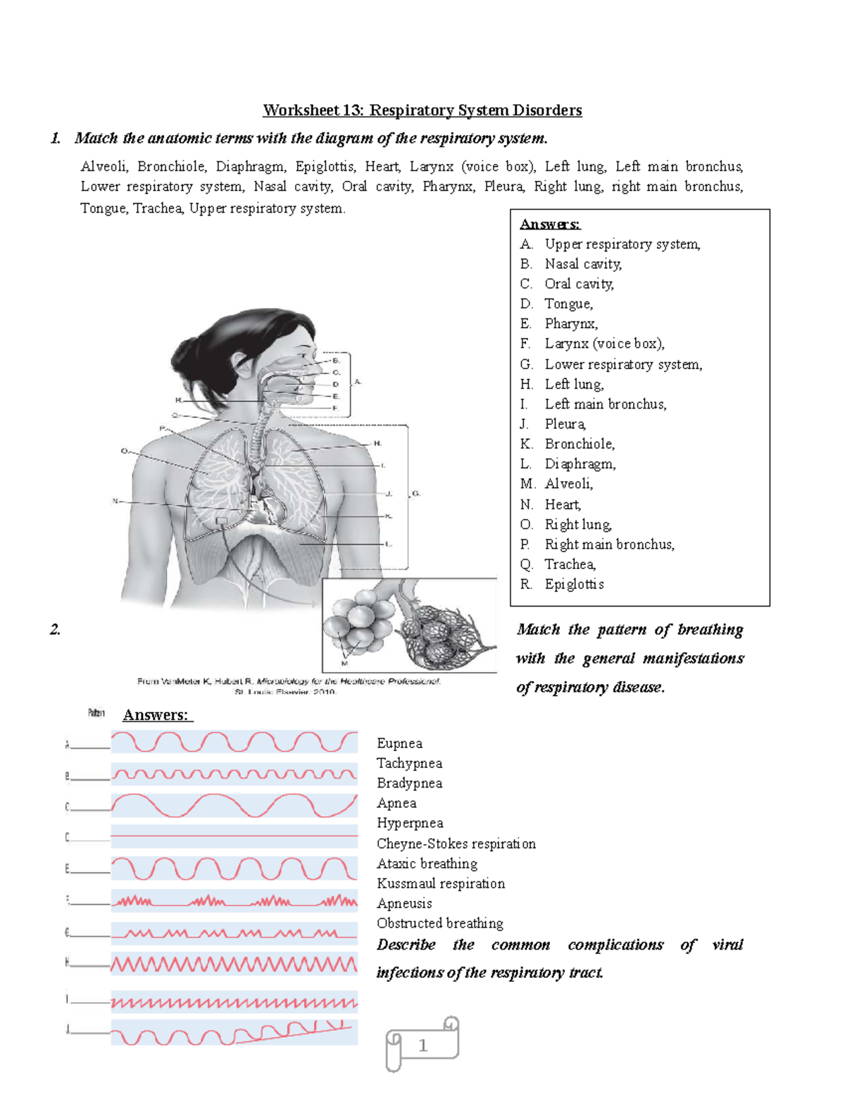 Worksheet 13: Respiratory System Disorders - Anatomy & Pathophysiology ...