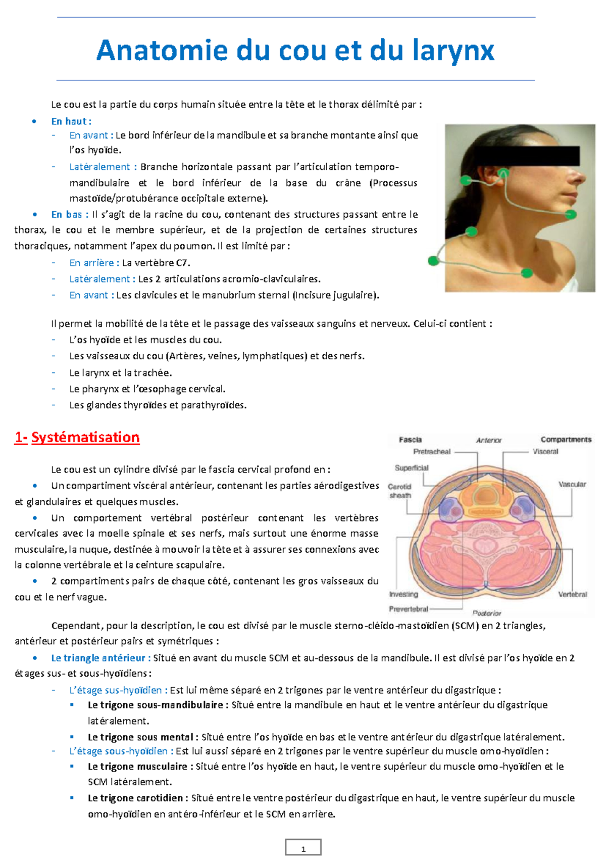 Anatomie du Cou et du Larynx en ORL : Synthèse et Systématisation - Studocu
