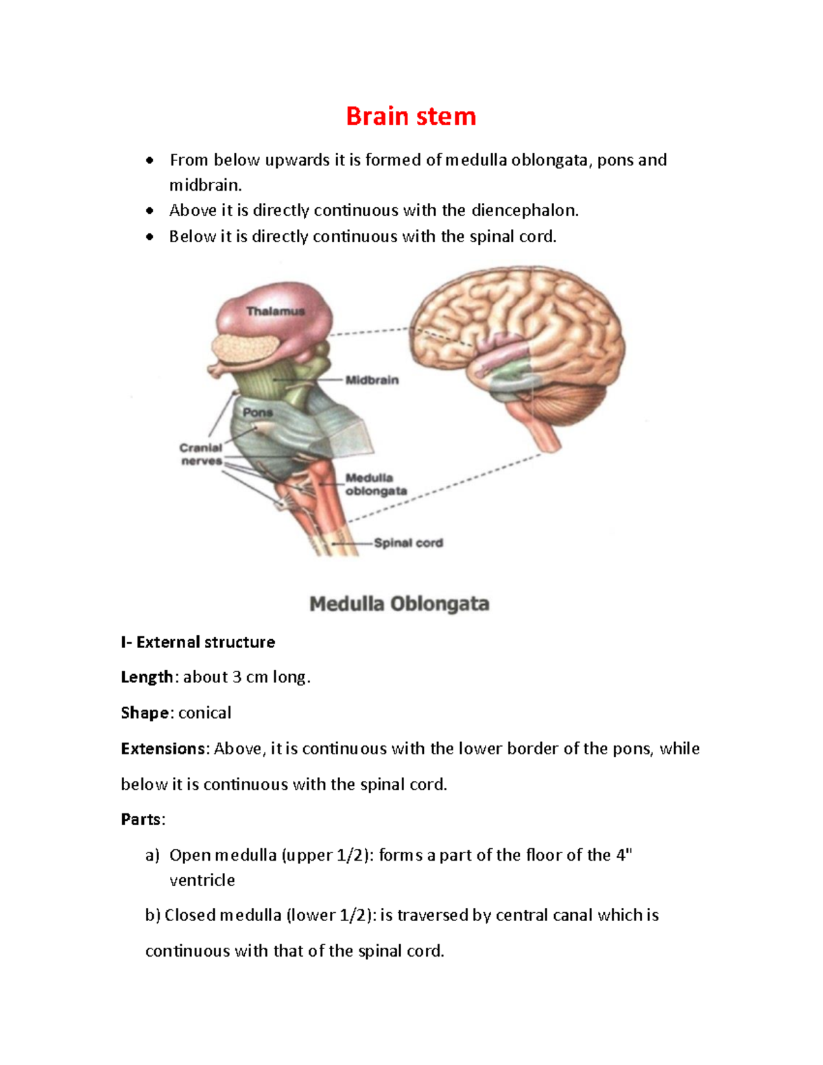 Brain stem - Brain stem From below upwards it is formed of medulla ...