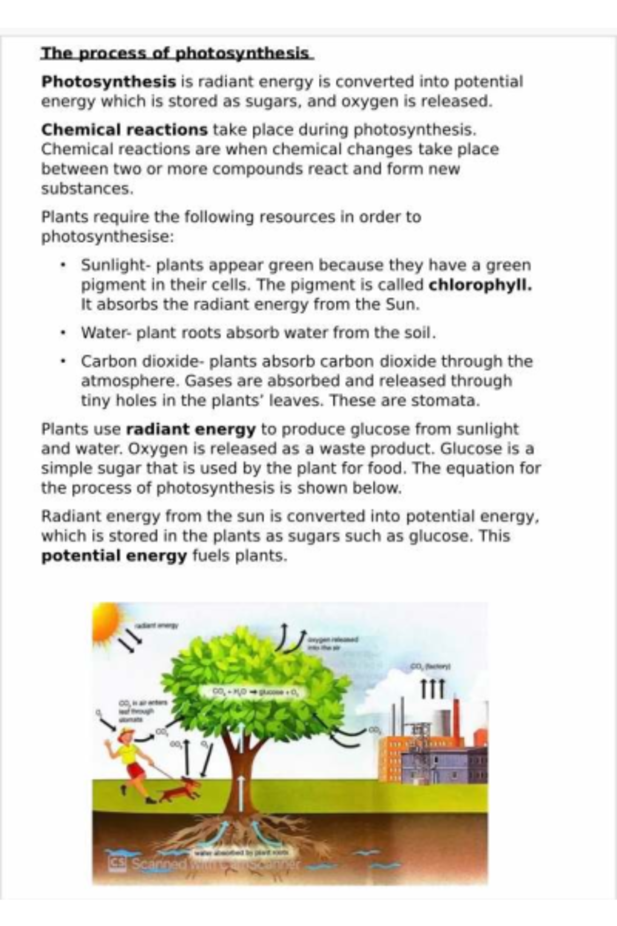 NS Grade 8 Photosynthesis & Ecology Notes - Studocu