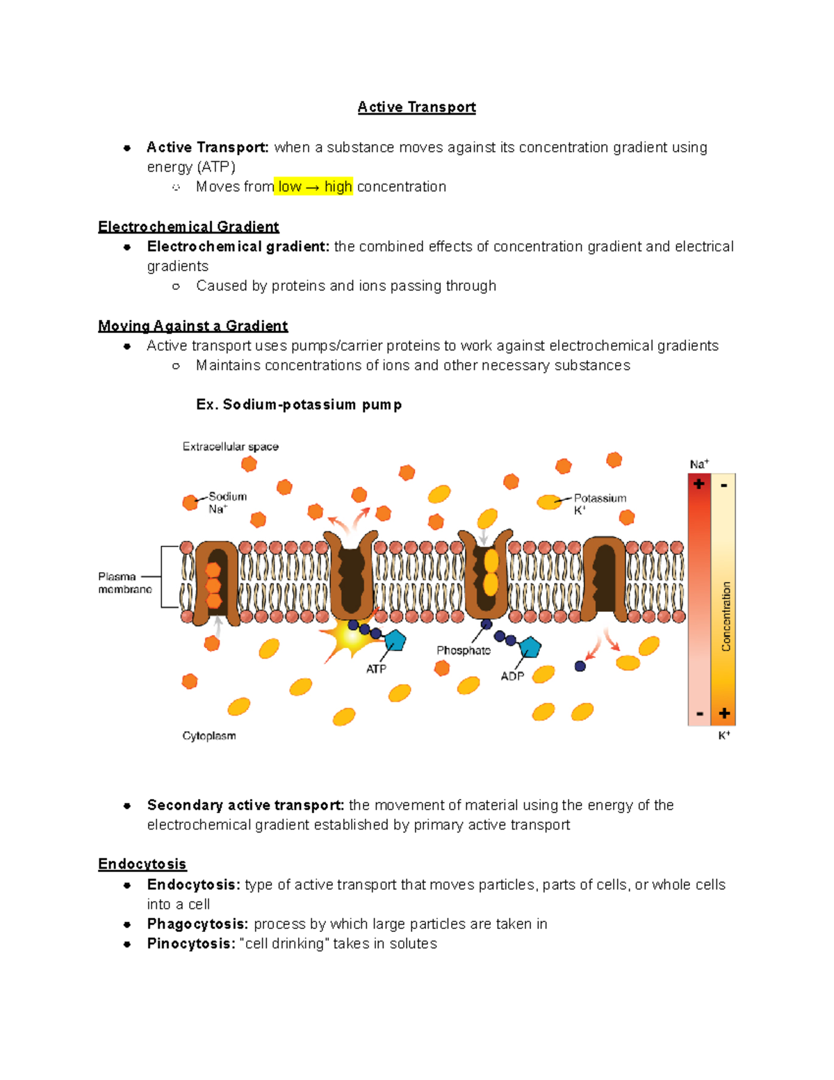 How Does Concentration Gradient Work
