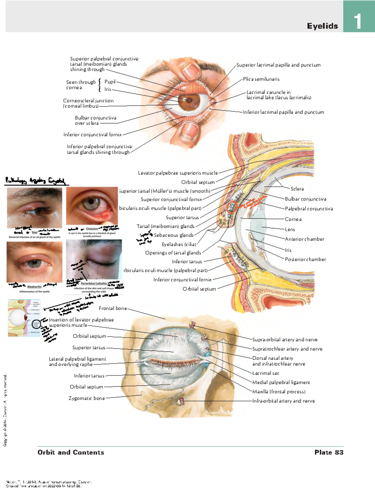 Eye Anatomy and Pathology Overview (Course Code: ANAT101) - Studocu