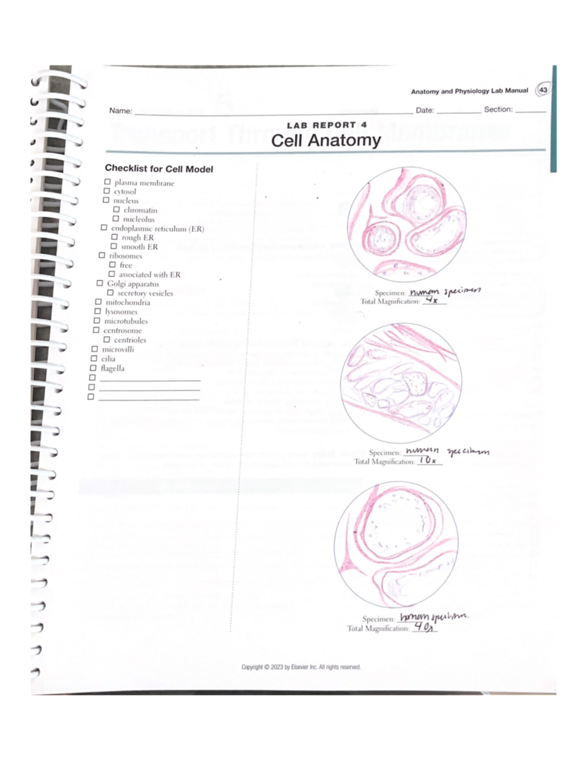 LAB REPORT 4: Comprehensive Checklist for Cell Anatomy Model - Studocu