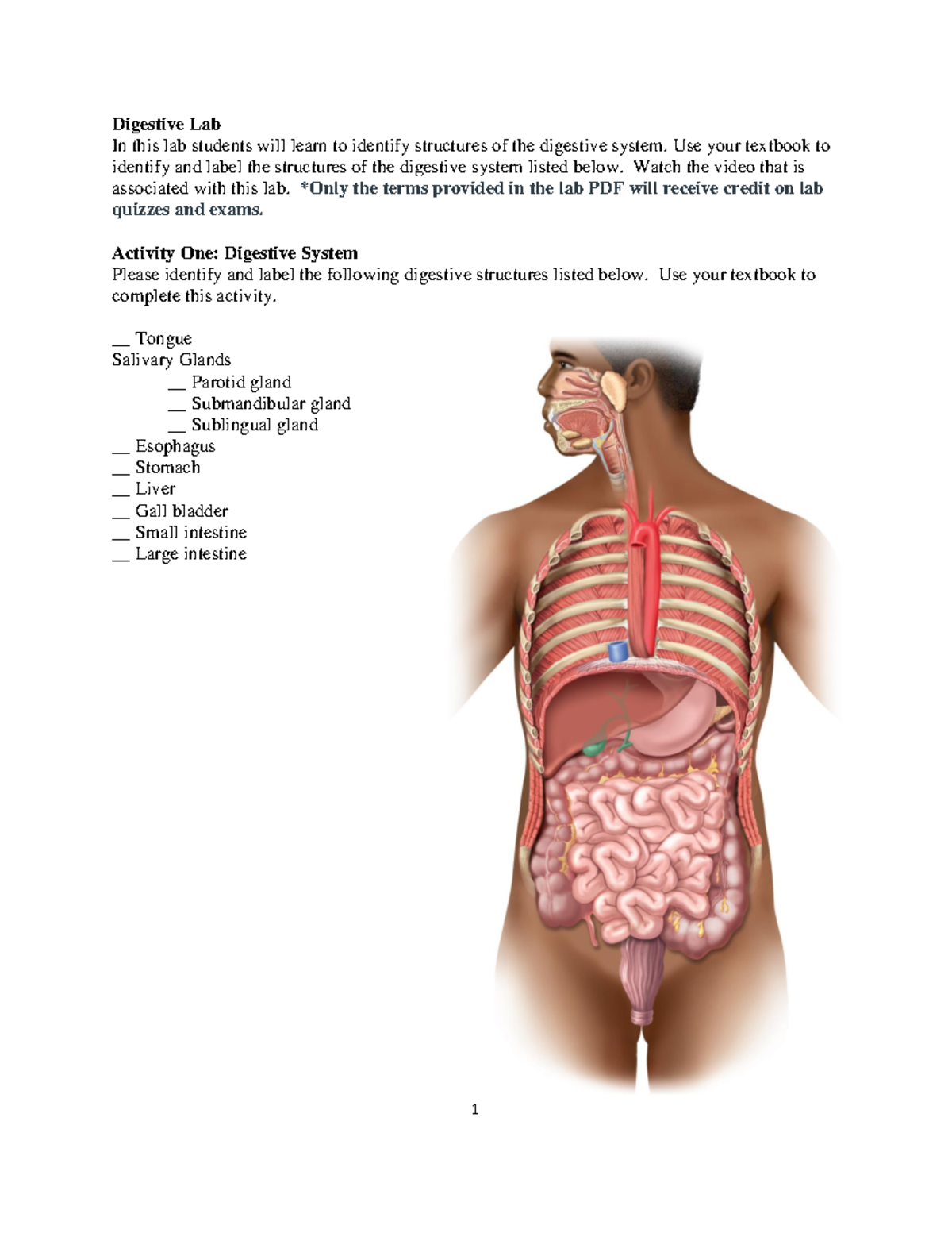 Digestive System Lab - Exam Prep III (Digestive 1) - Studocu