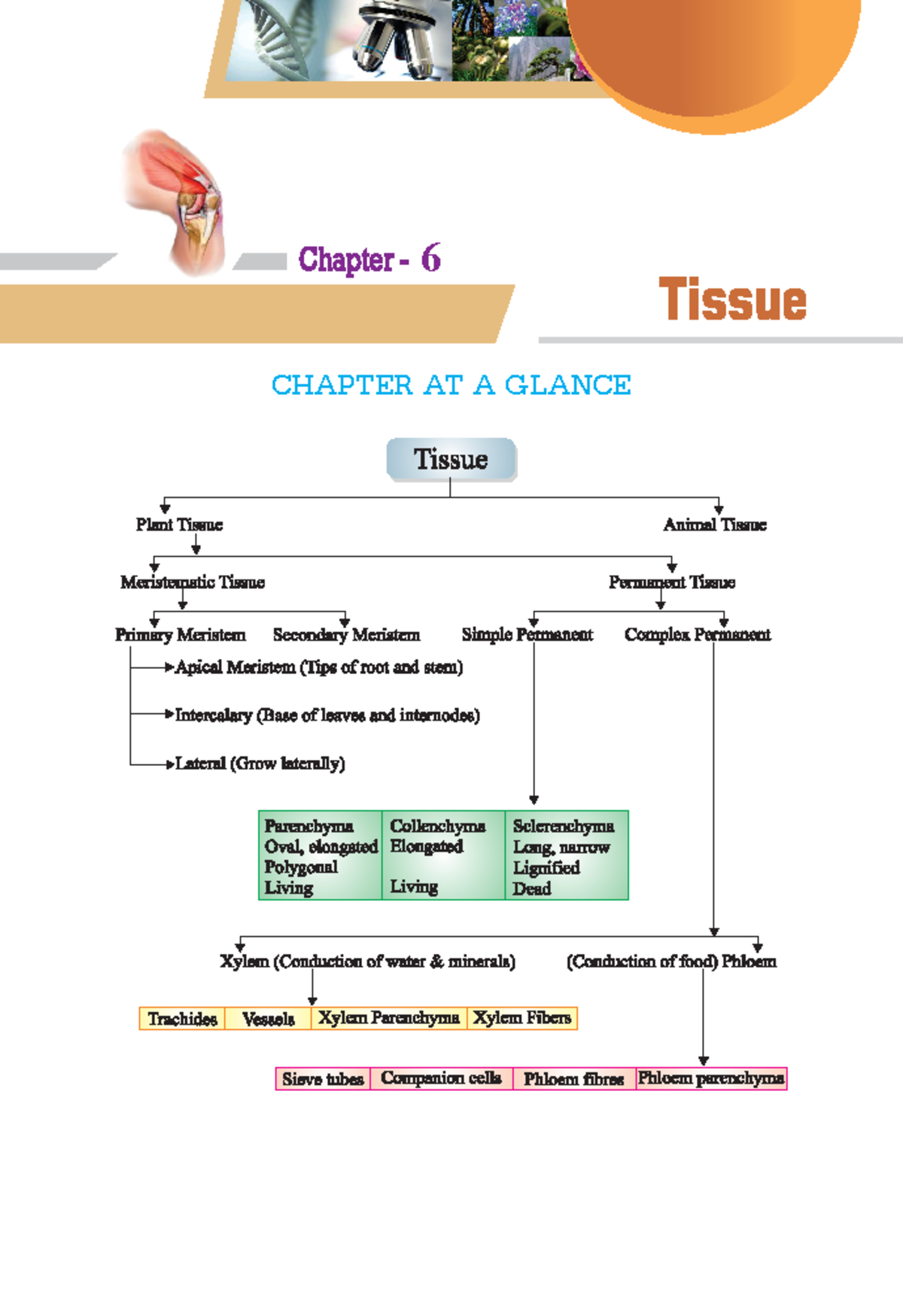 Class 9 Science Study Material: Chapter 6 - Tissue Overview - Studocu