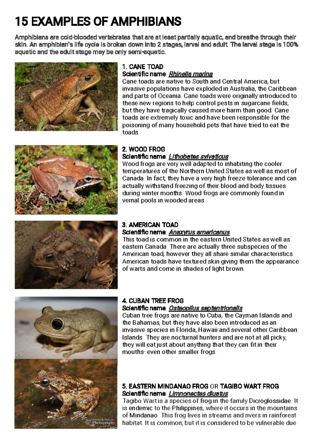 5 Examples Of Amphibians Vertebrates With Names