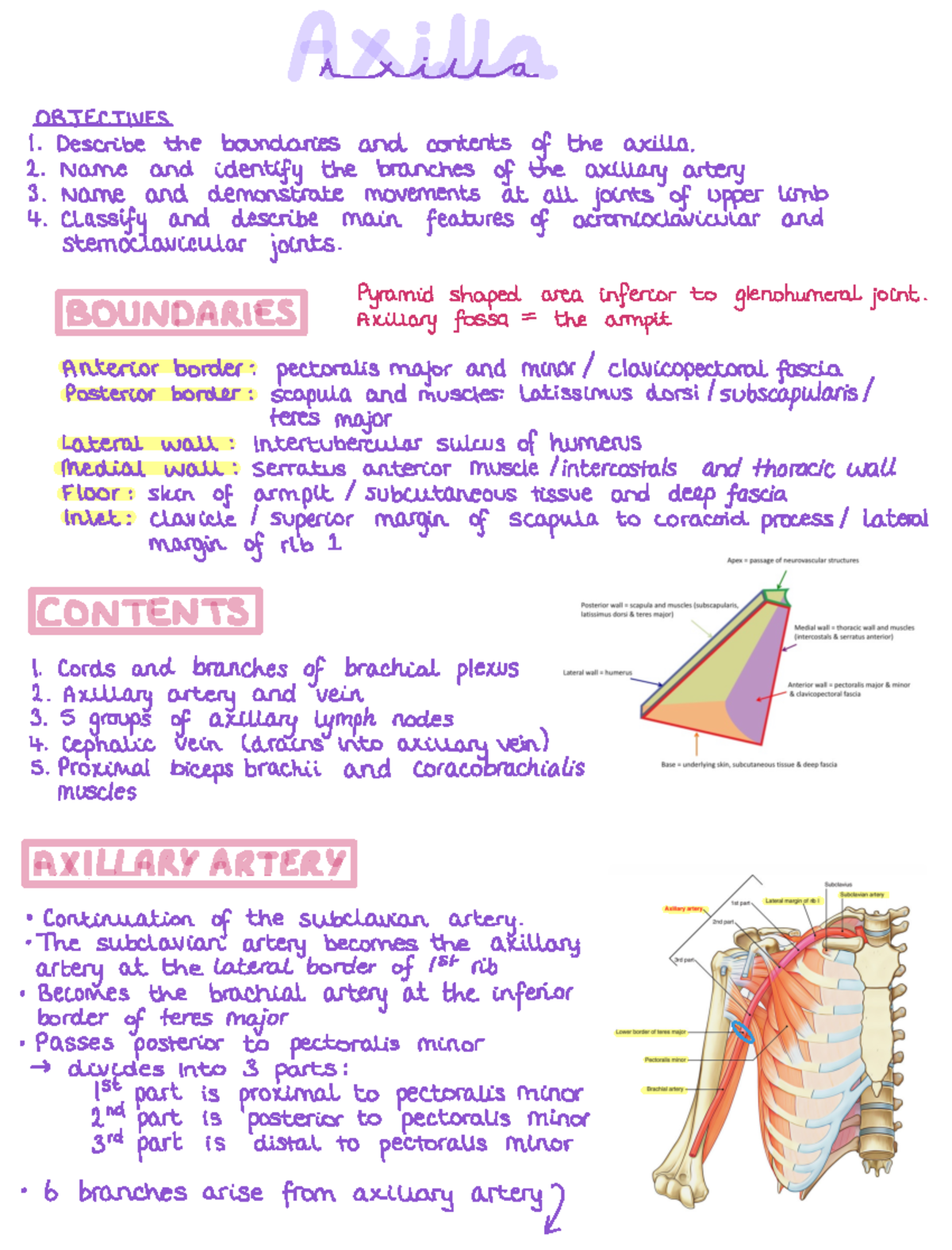 Axilla notes - Dr Hannah Shaw - BI2333 - Studocu