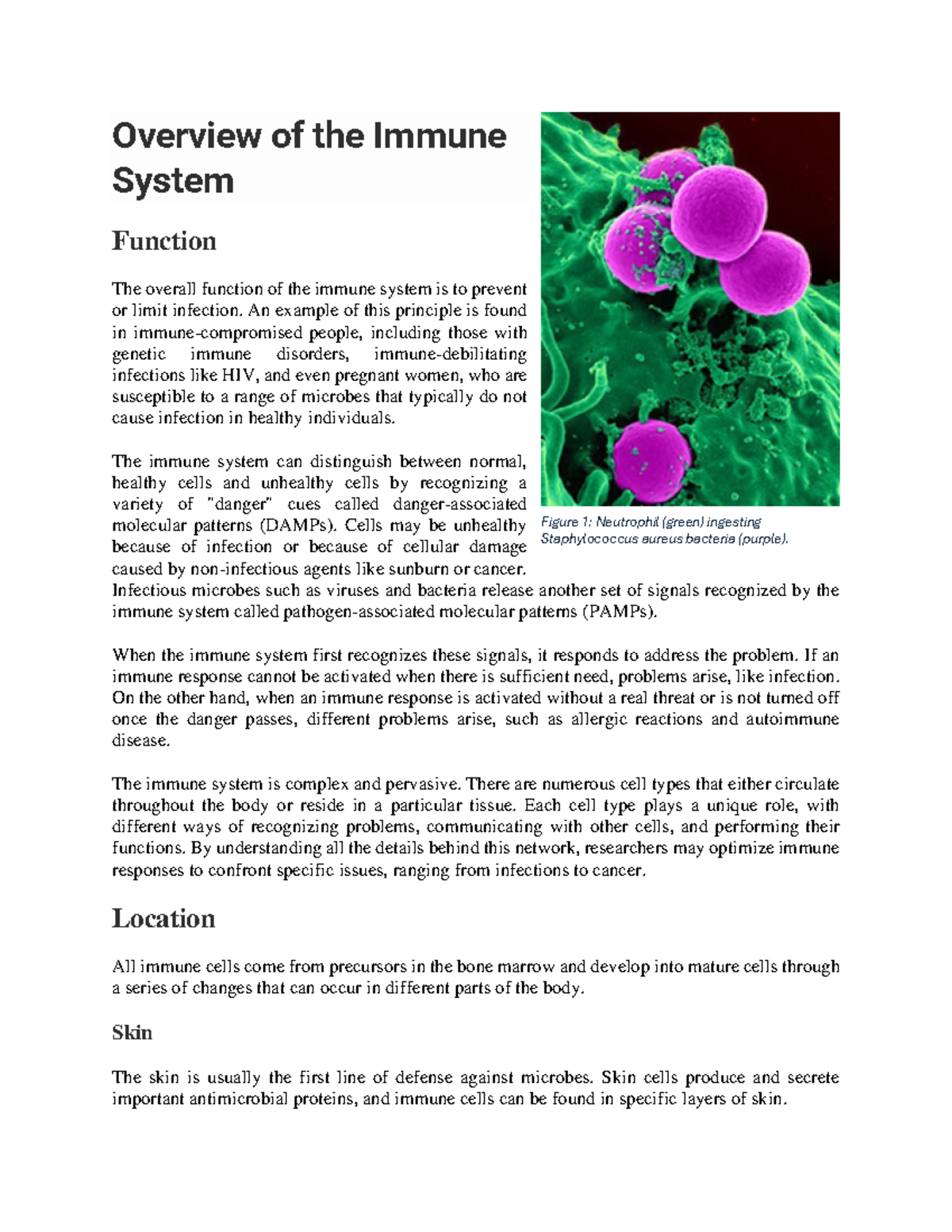 Overview of the Immune System Function: Key Insights and Mechanisms ...