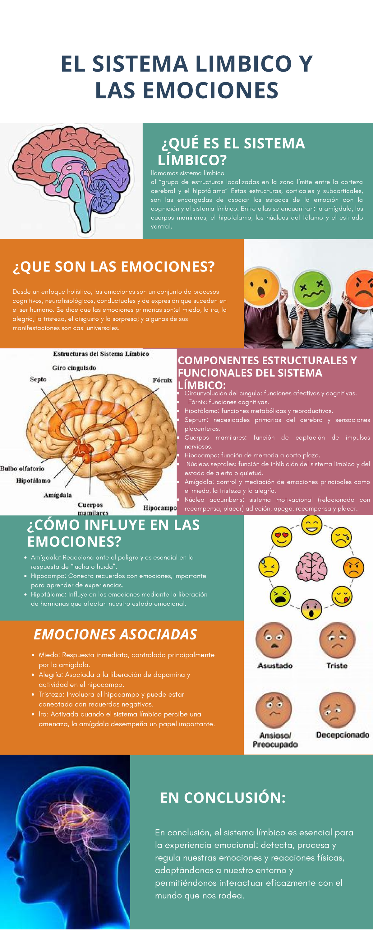 Sistema Lmbico Estructura Y Funciones