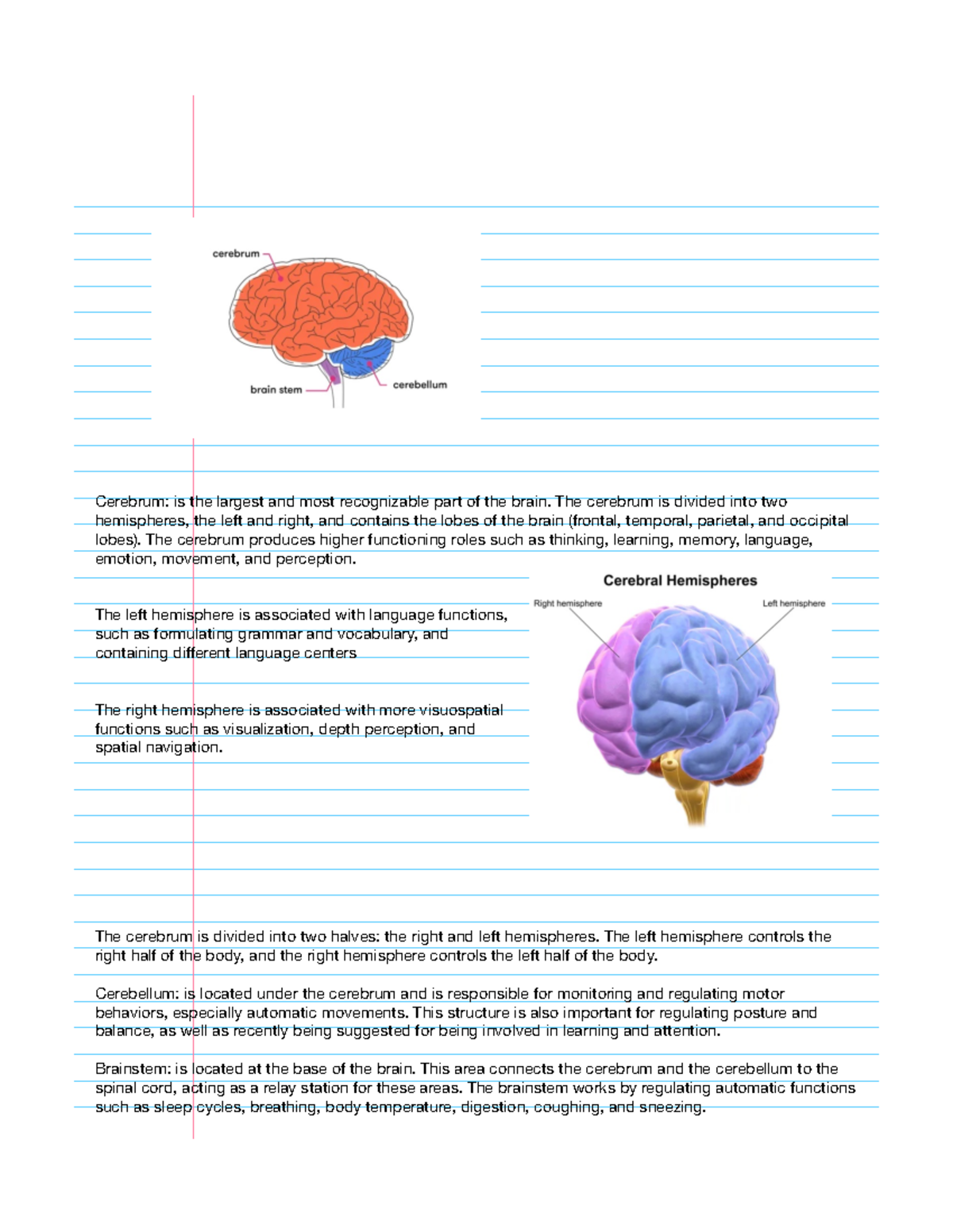 Brain functions - Study - Cerebrum: is the largest and most ...