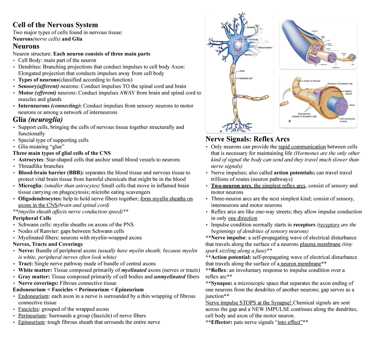 Chapter 039: Understanding Cast Care for Musculoskeletal Health - Studocu