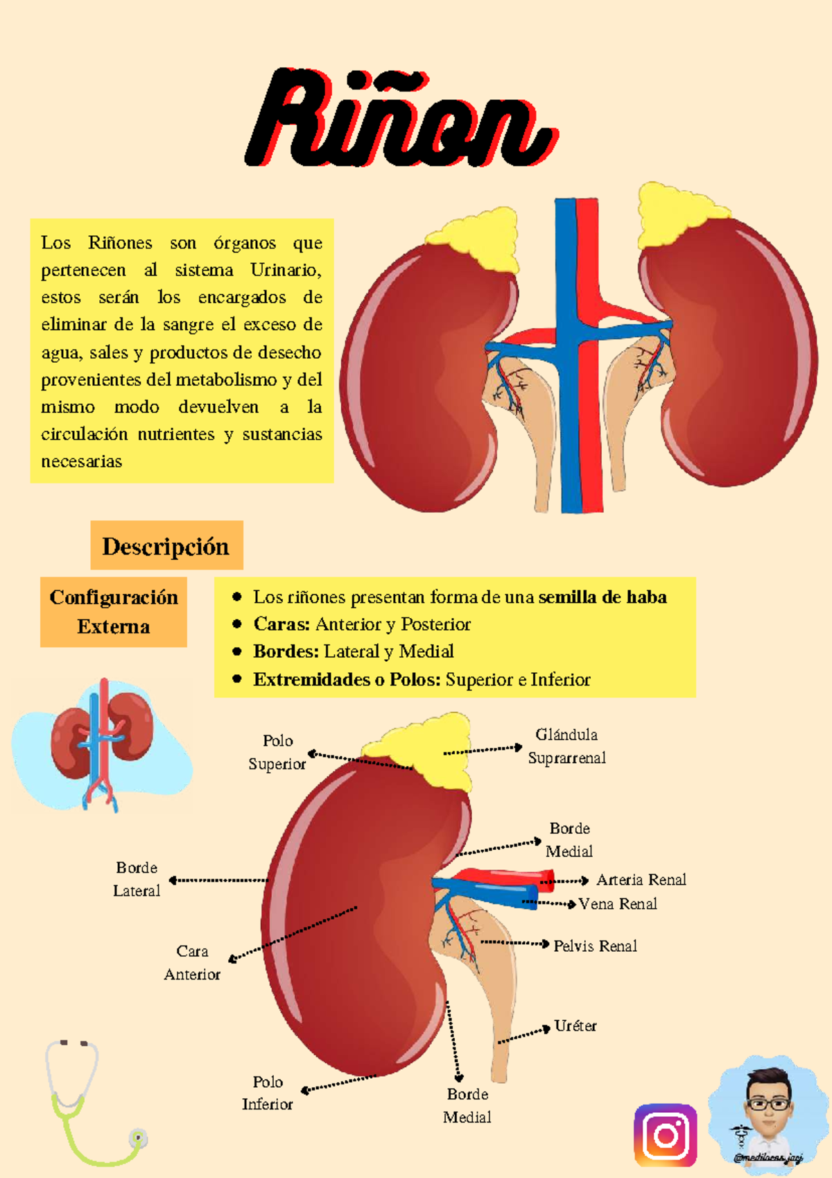 Anatomía del Riñón: Estructura y Funciones del Sistema Urinario - Studocu