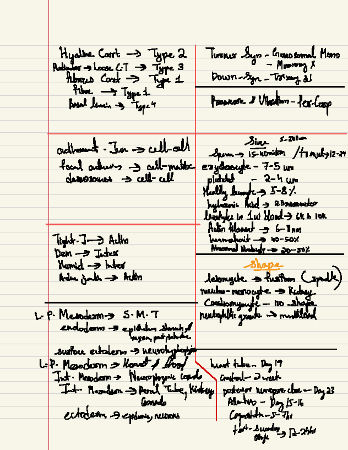 Physiology Notes: Hyaline Cartilage and Mesodermal Development - Studocu