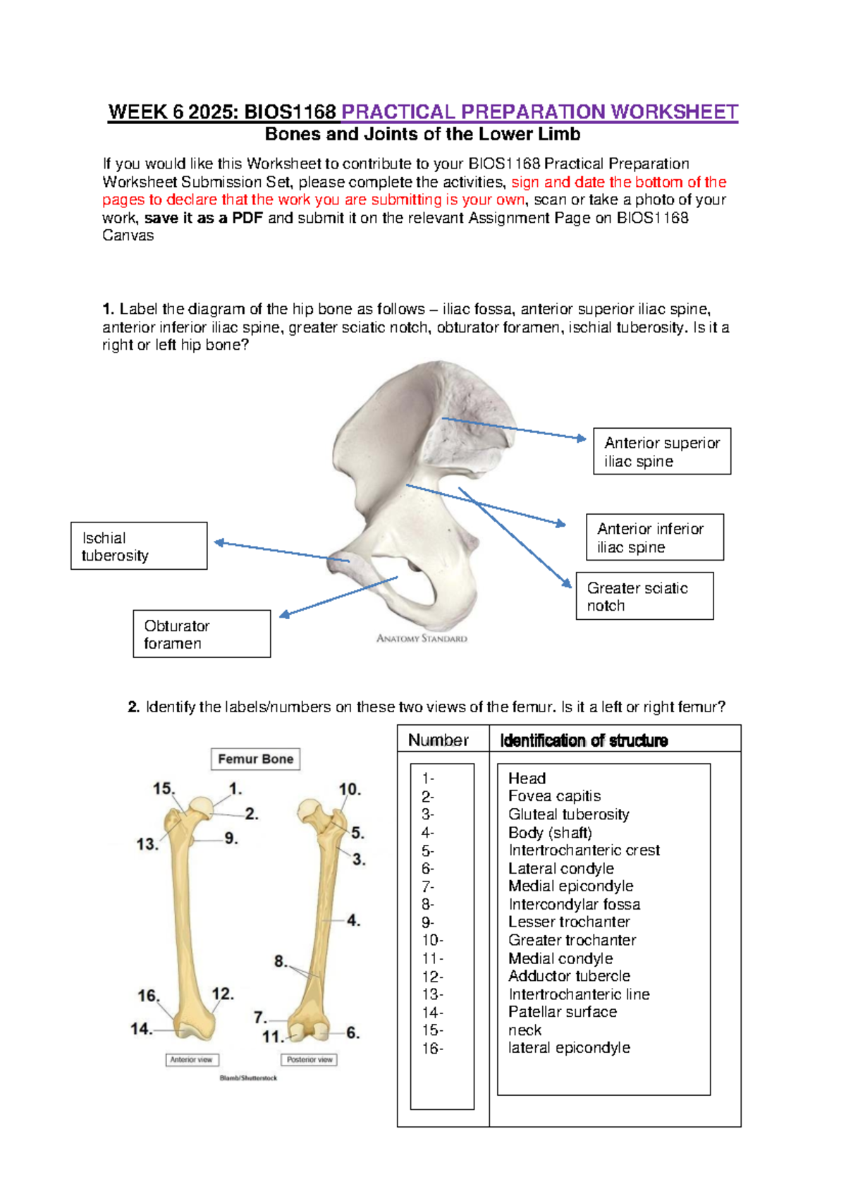 BIOS1168 Week 6 Practical Preparation: Lower Limb Bones & Joints Guide ...