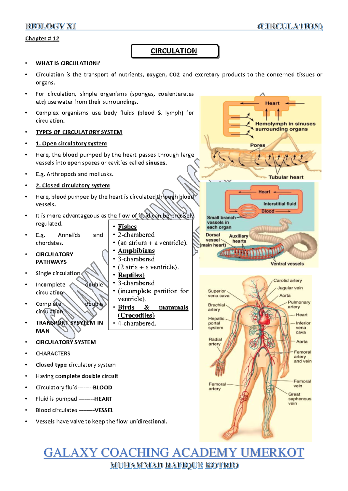 Chapter 12: Circulation - Understanding the Circulatory System - Studocu