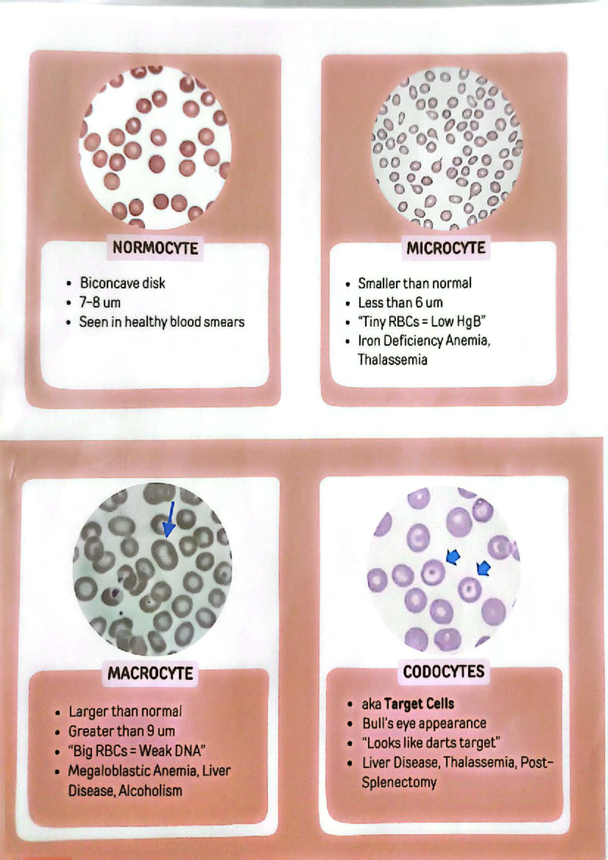 HEMA 101: Blood Cell Morphology Notes and Anemia Types - Studocu