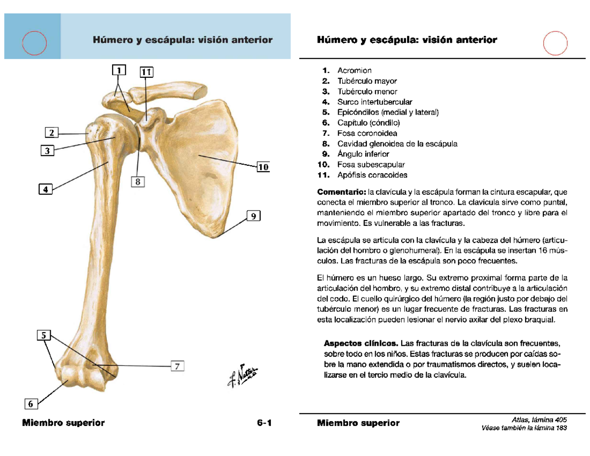 Flashcards Netter: Húmero y Escápula - Miembro Superior 260531 - Studocu