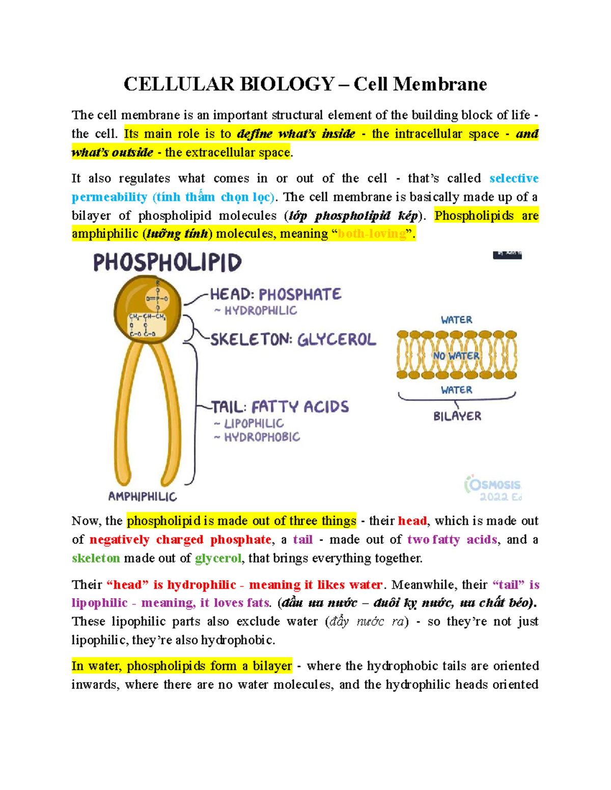 CELL 101: Understanding the Cell Membrane Structure and Function - Studocu