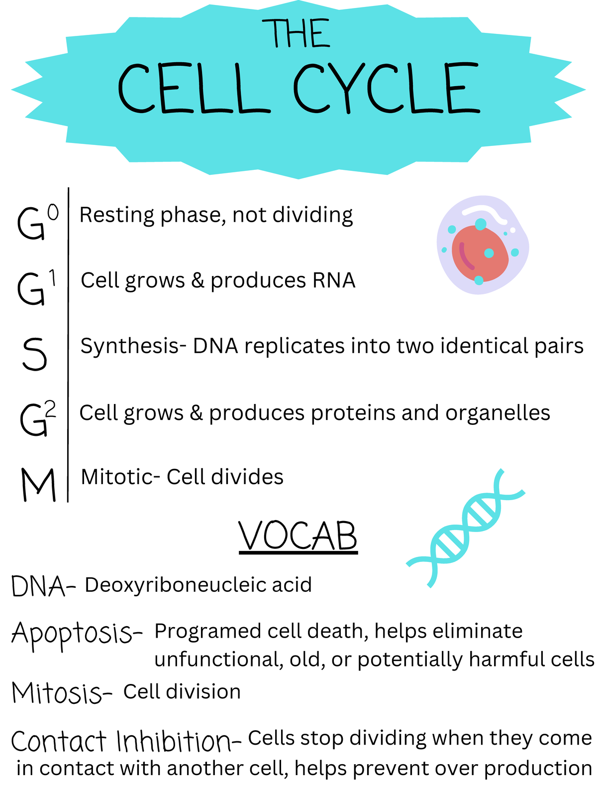 Cell Cycle - Lecture Notes 2026: Growth, Division, and Immunity - Studocu