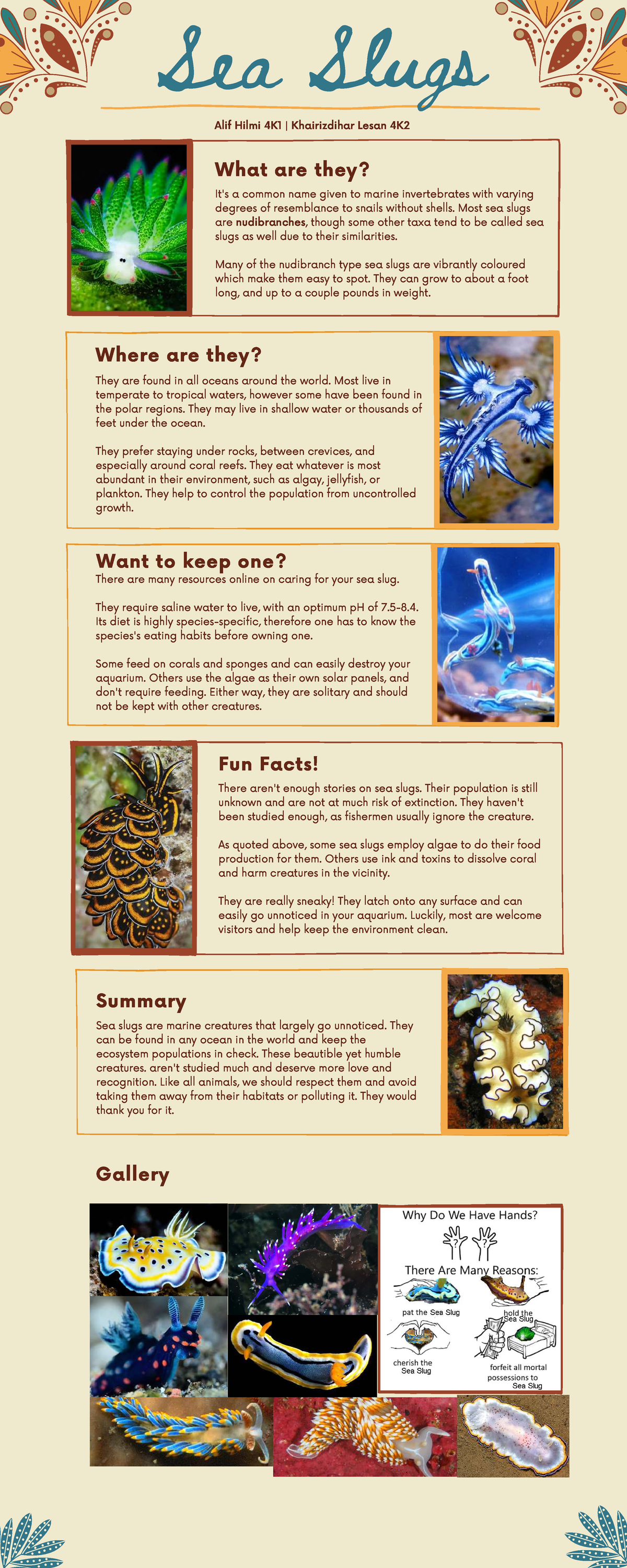 Sea Slugs: An Infographic Overview (4K1 & 4K2) - Studocu