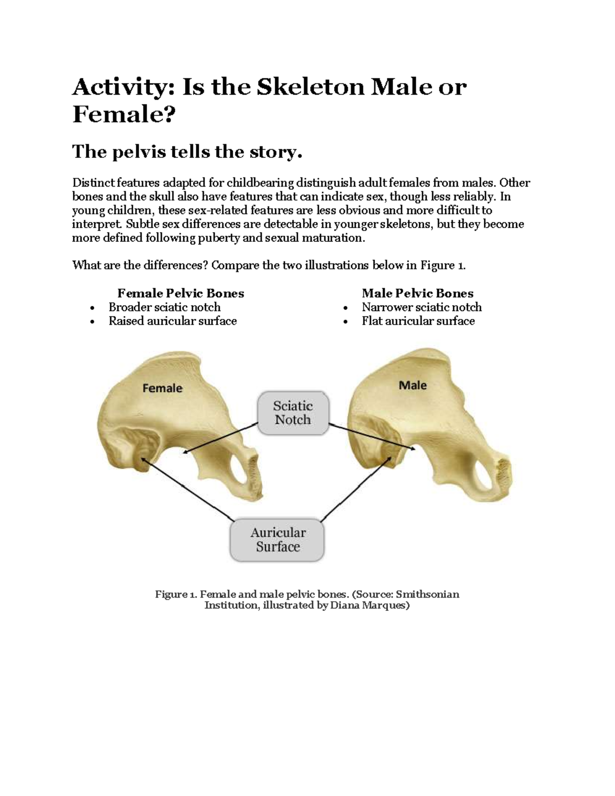 Wibskeleton: Final Exam on Identifying Male vs Female Skeletons - Studocu