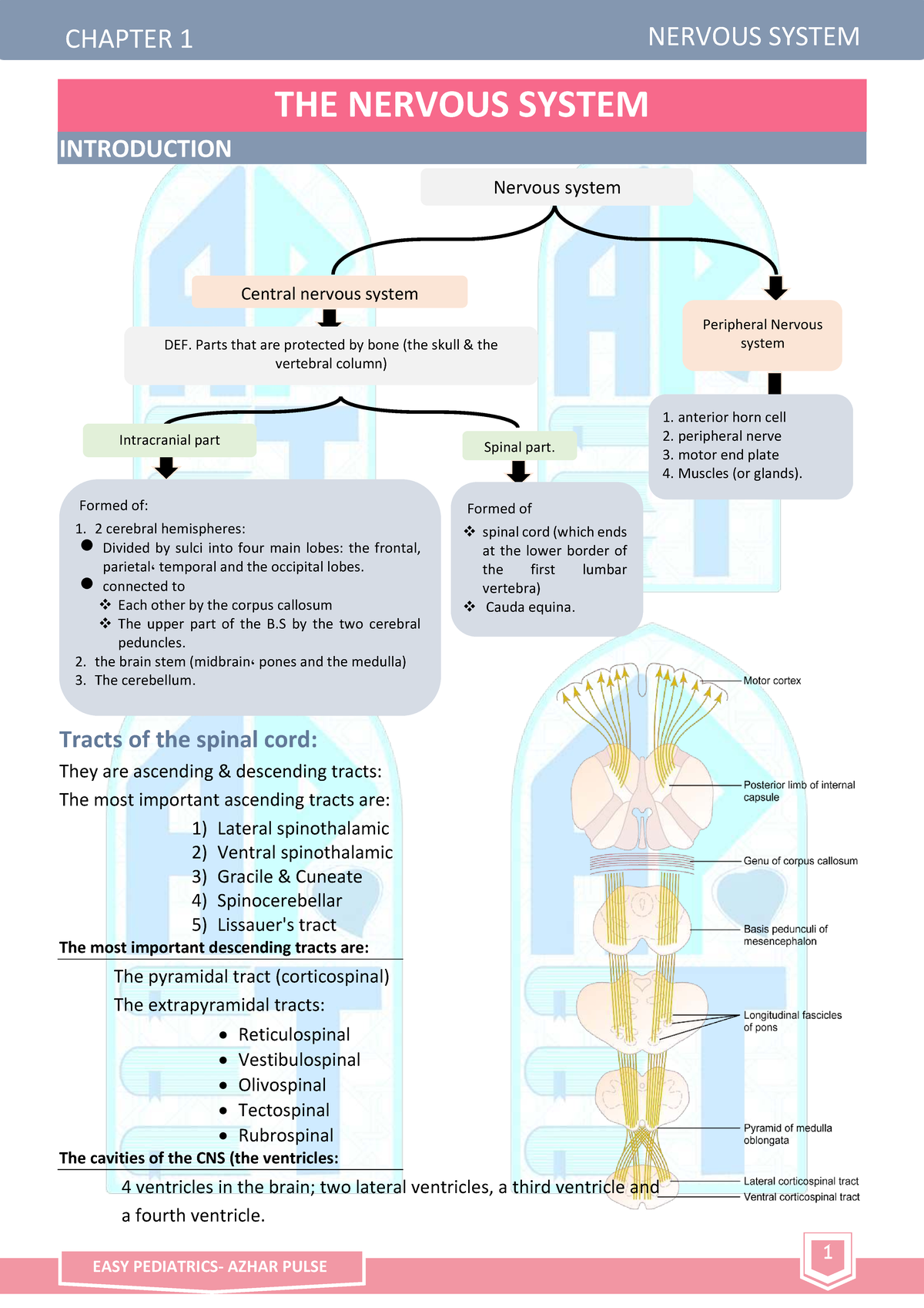 EASY AZHAR PULSE 2020: NERVOUS SYSTEM CHAPTER 1 OVERVIEW - Studocu