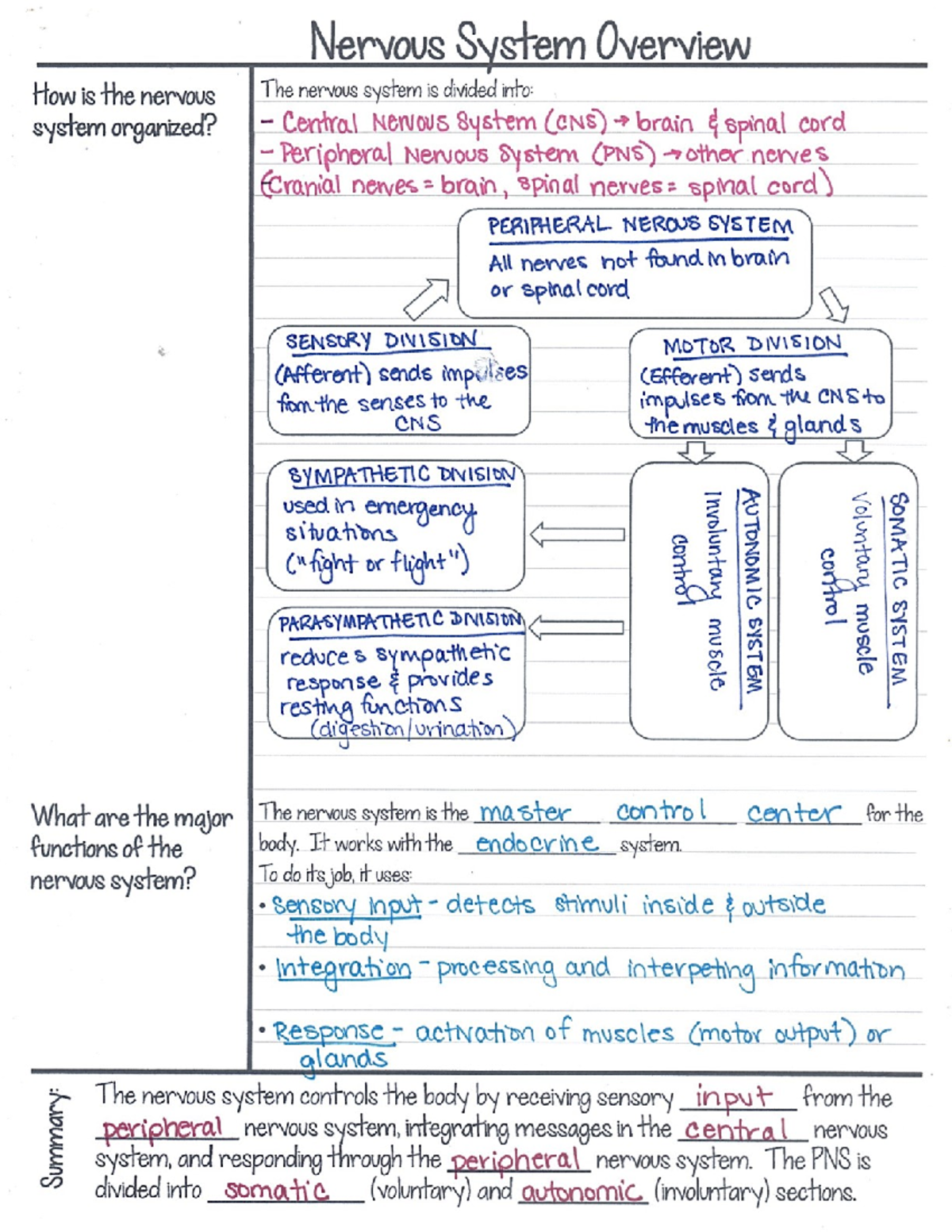 Neuro Notes Day 1 - Nervous System Overview How is the nervous The ...