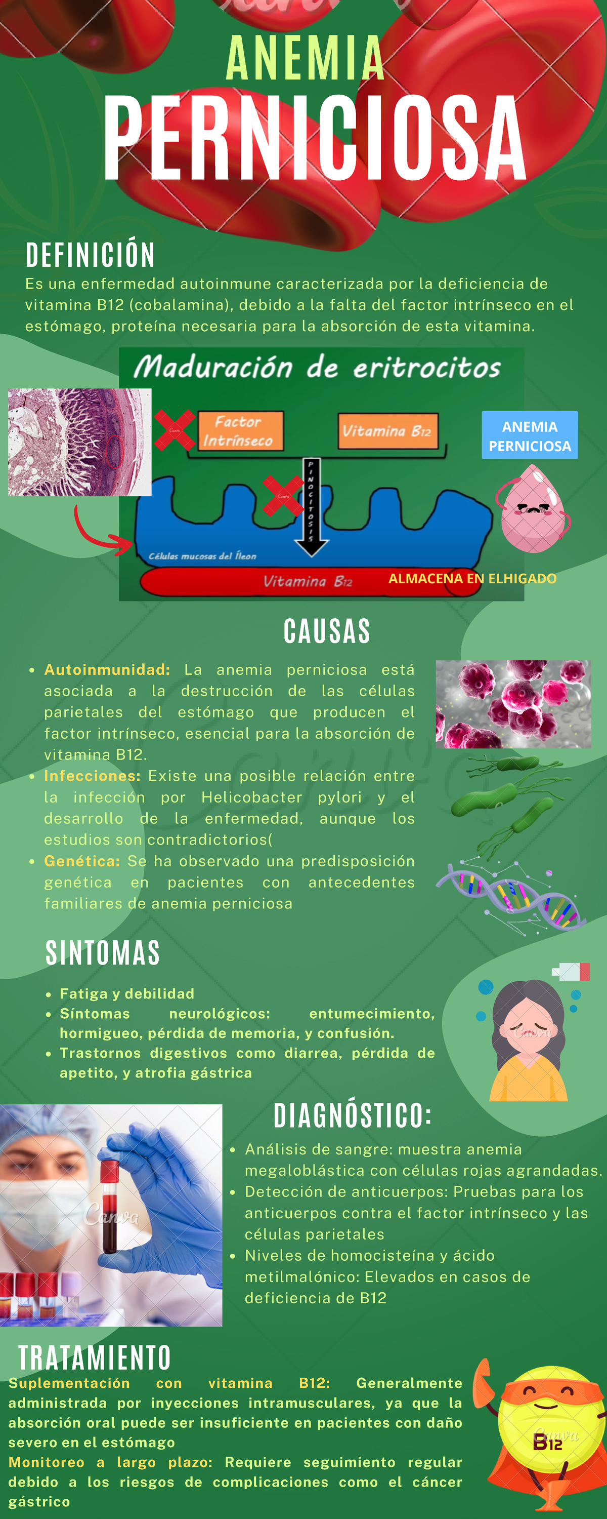 Celulas De Anemia Perniciosa