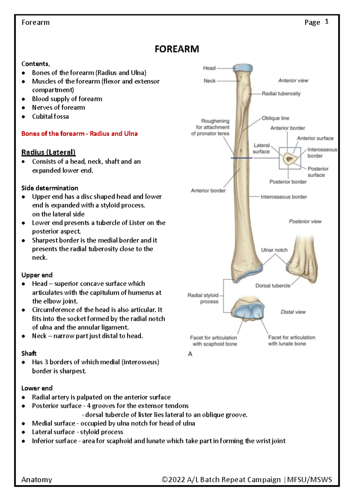 Anatomy of the Forearm and Arm: Comprehensive Study Notes - Studocu