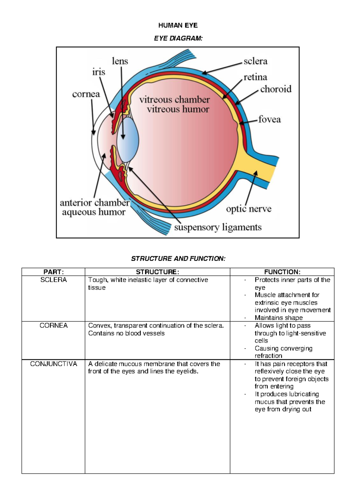 HUMAN EYE STRUCTURE & FUNCTION: SCLERA, CORNEA, RETINA & DEFECTS - Studocu
