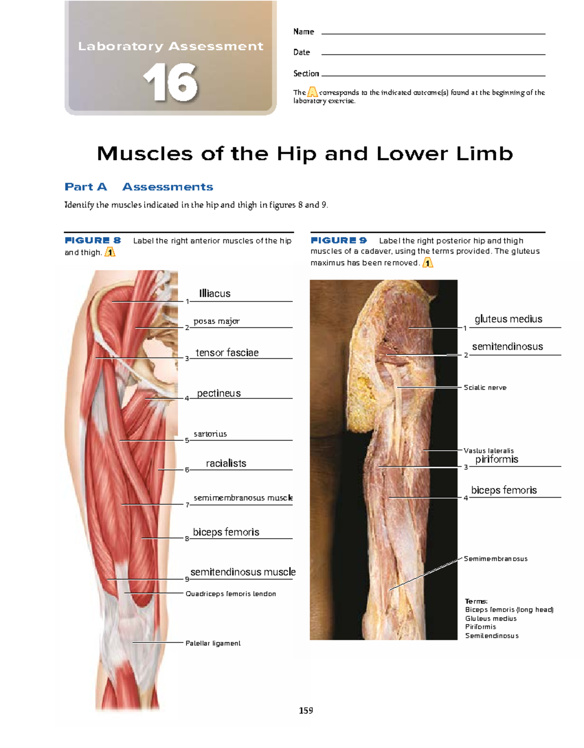 Anatomy Lab 3 Posterior Hip And Lower Limb Flashcards 850x954