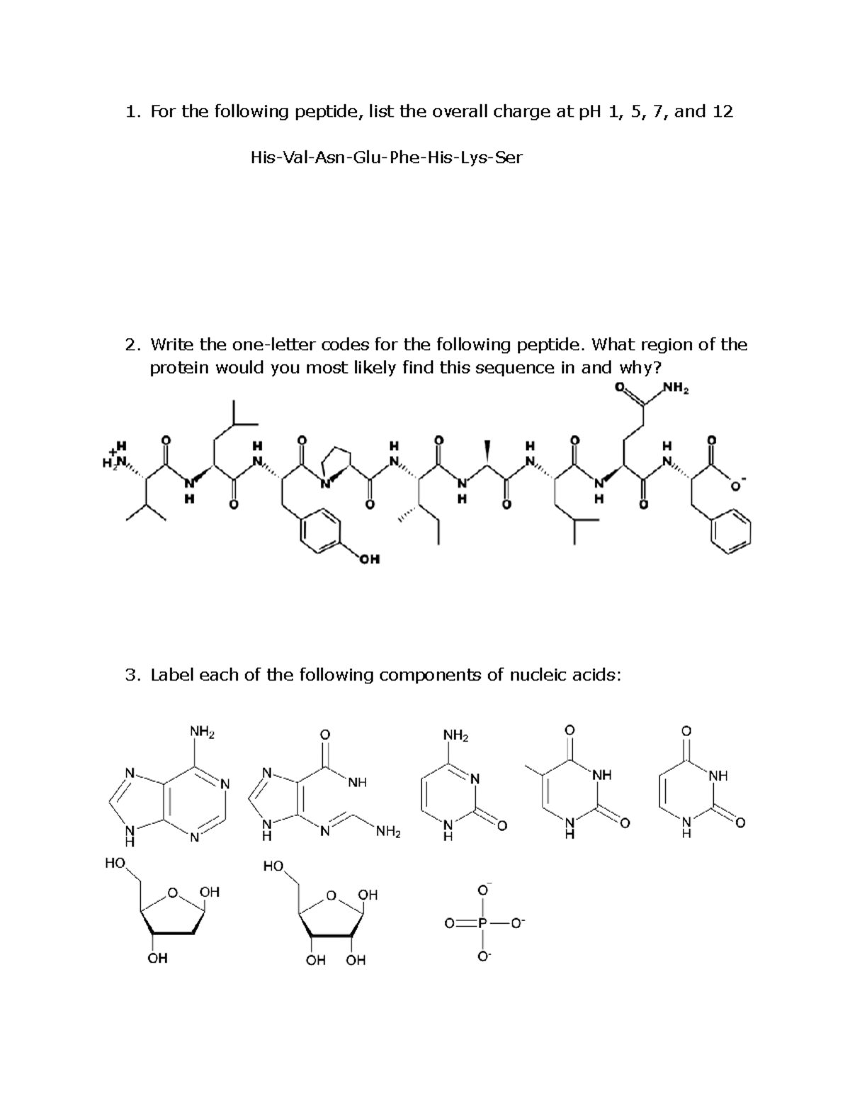 BIO 101 Exam 1 Practice Questions on Peptides and Nucleic Acids - Studocu