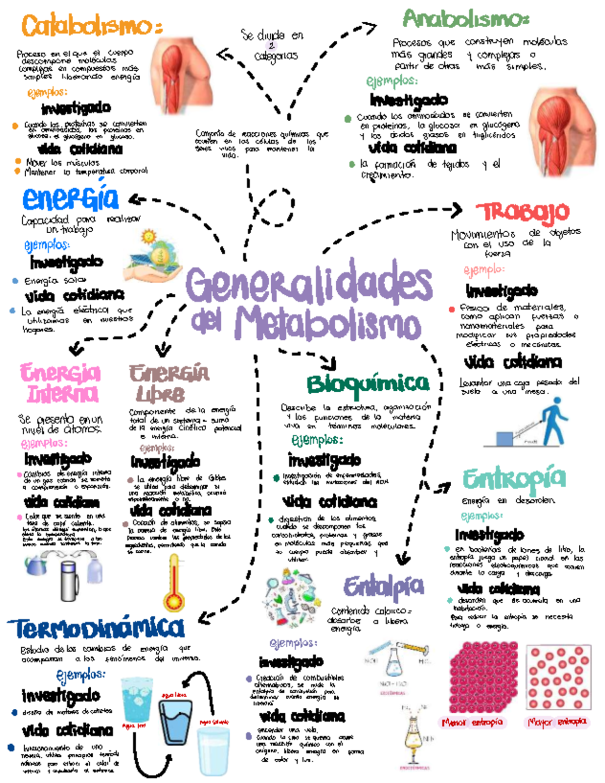 Procesos Biológicos - Generalidades del metabolismo - Catabolismo : Se ...