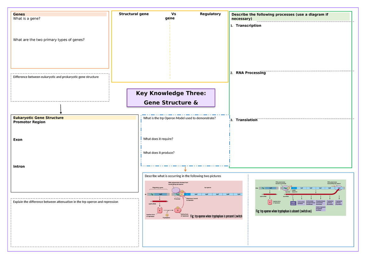 12 Gene Structure and Regulation poster - Key Knowledge Three: Gene ...