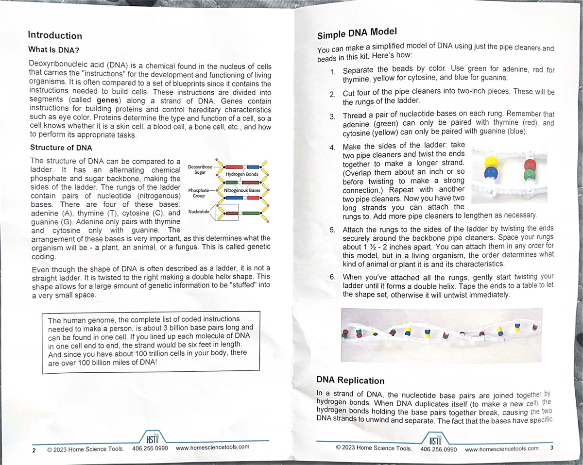 Simple DNA model kit - Summary Junqueira's Basic Histology ...