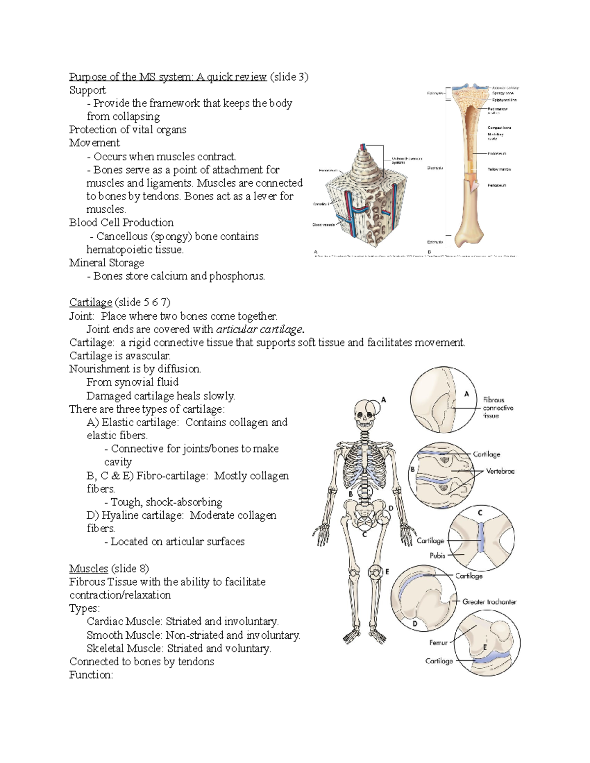 Orthopedics I: Overview of Musculoskeletal System & Common Disorders ...